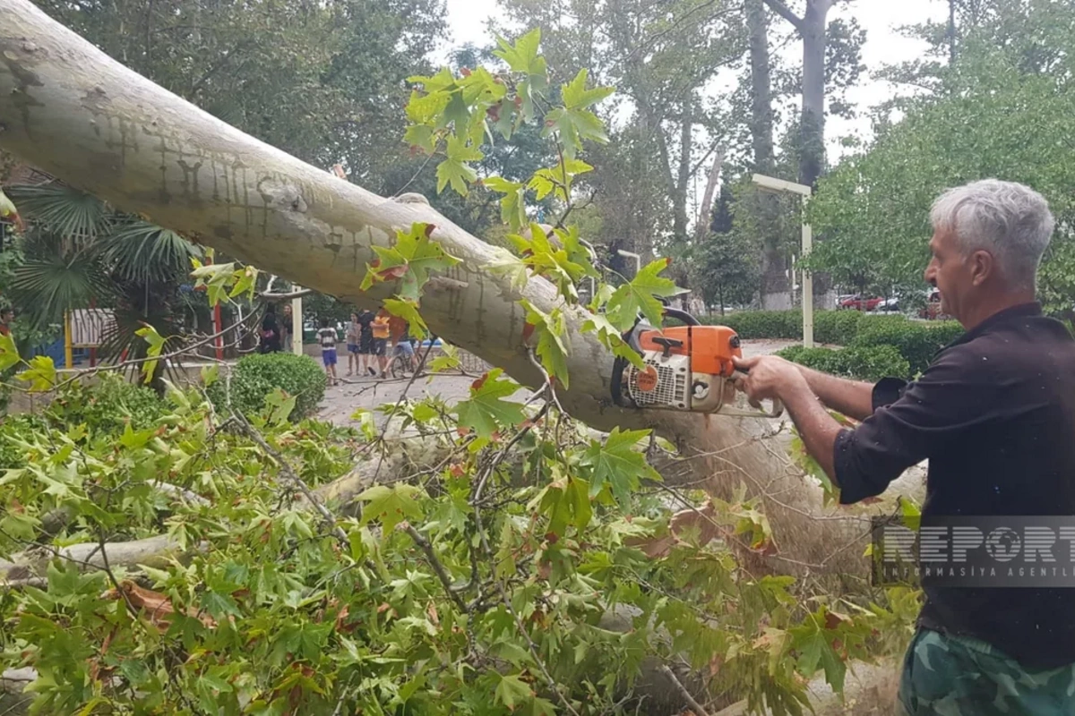 Göyçayda güclü külək ağacları aşırıb, elektrik enerjisinin verilişində fasilələr yaranıb