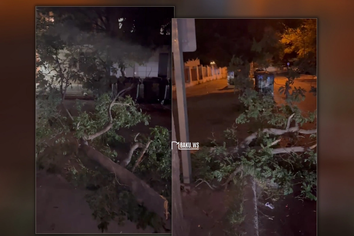 Güclü külək Bakıda 16 ağacı aşırıb