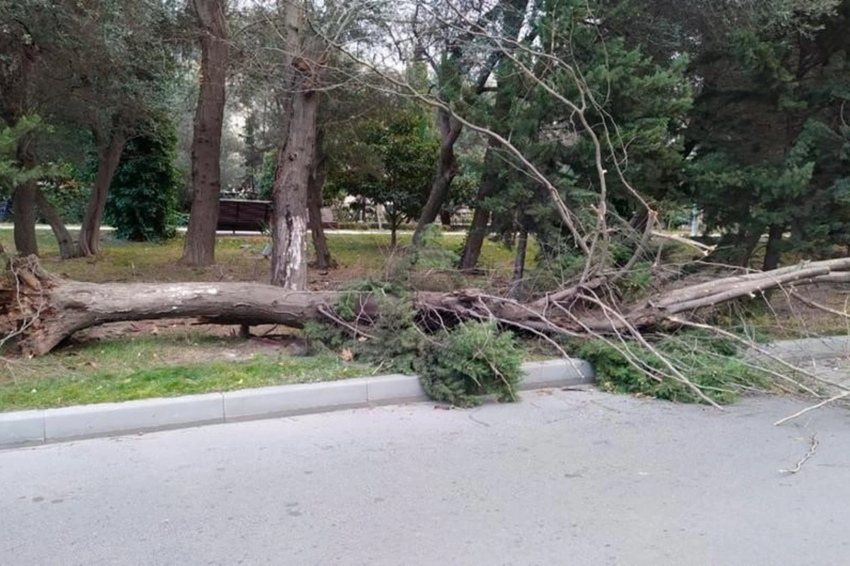 Güclü külək Bakıda iki ağacı aşırıb