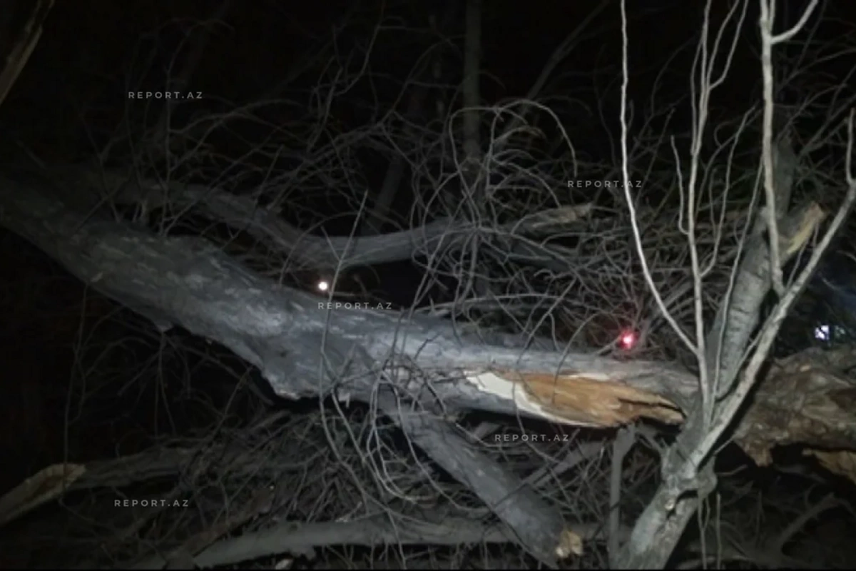 Güclü külək Mingəçevirdə fəsadlar törədib, bir neçə ağac aşıb