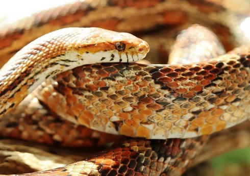 Hindistanda nəhəng ilanın qalıqları aşkarlanıb