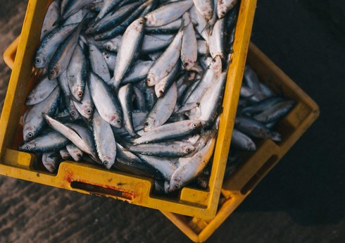 Həştərxan şirkətləri Azərbaycana balıq məhsullarının ilk tədarükünə başlayıb