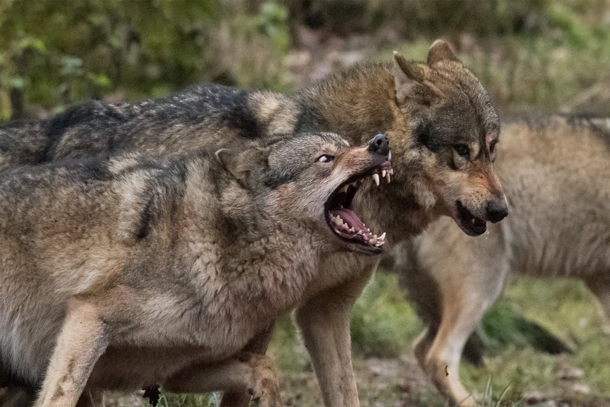 İmişlidə canavarlar kəndə hücum ediblər