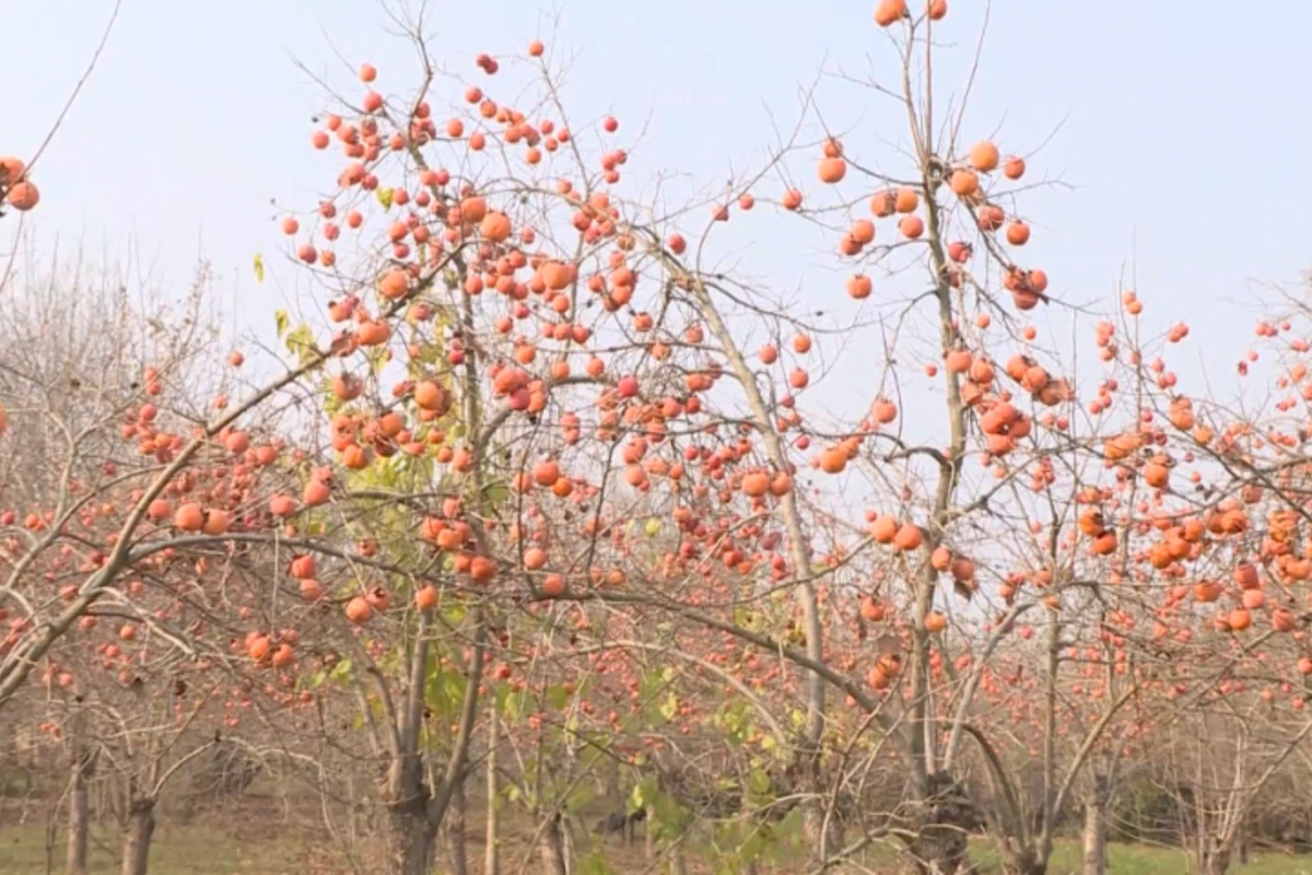 İmişlidə tonlarla xurma ağaclarda çürüyür