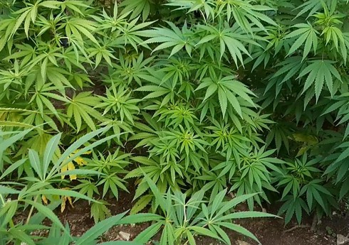 Şirvanda narkotik tərkibli bitkilərin kultivasiyası ilə məşğul olan şəxs saxlanılıb 