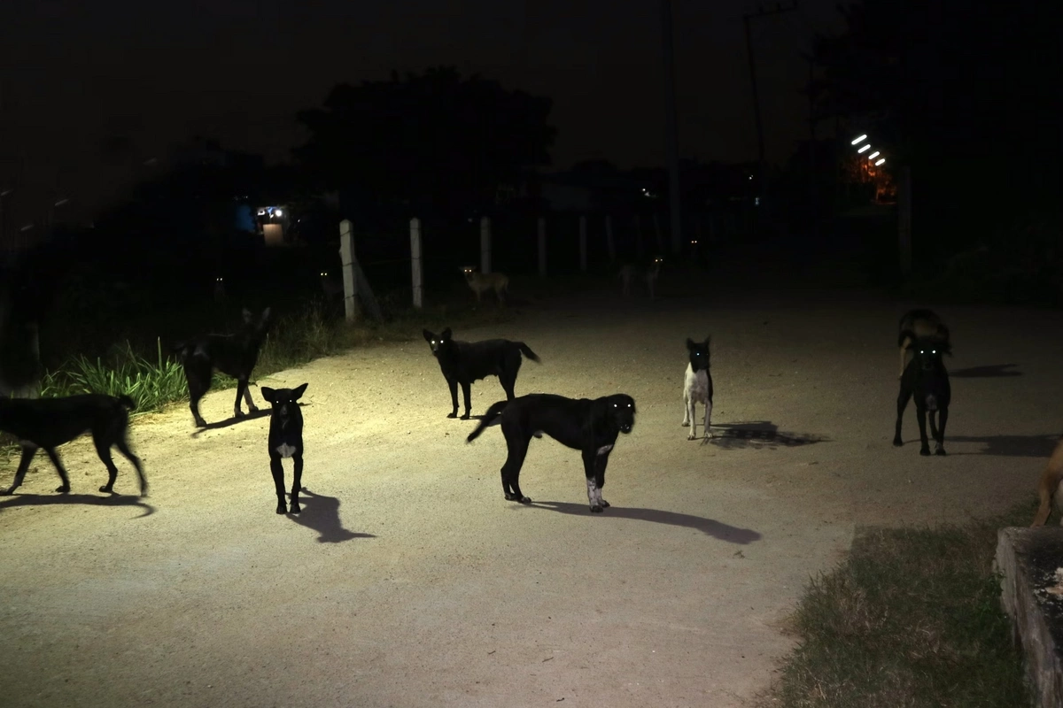 Keşlədə küçə itləri sürü ilə dolaşır