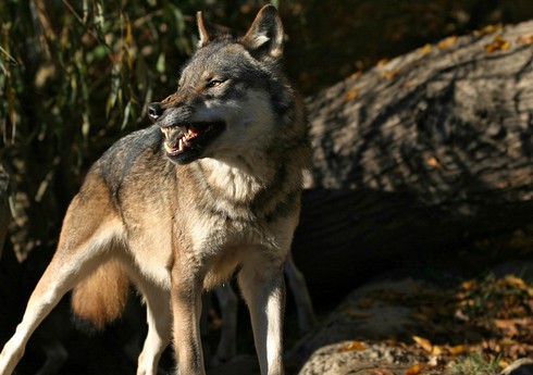 Şəkidə tövləyə girən canavar 44 baş qoyunu parçalayıb