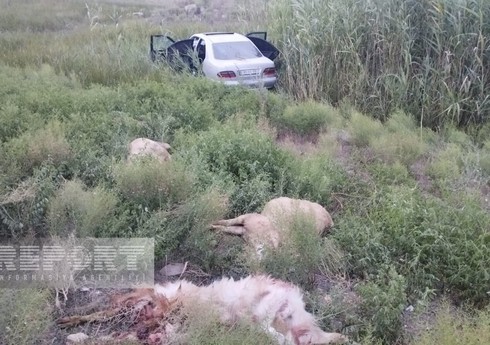 Kürdəmirdə avtomobil qoyun sürüsünə çırpılıb, 1 nəfər xəsarət alıb