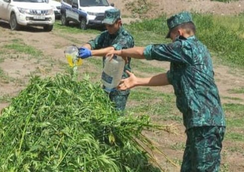 Laçında bir tondan artıq çətənə kolu məhv edilib