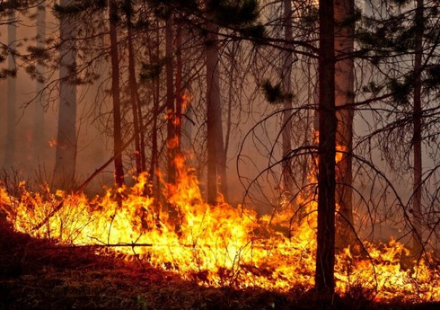 Lerikdə dağlıq-meşəlik ərazidəki yanğın söndürülüb - YENİLƏNİB