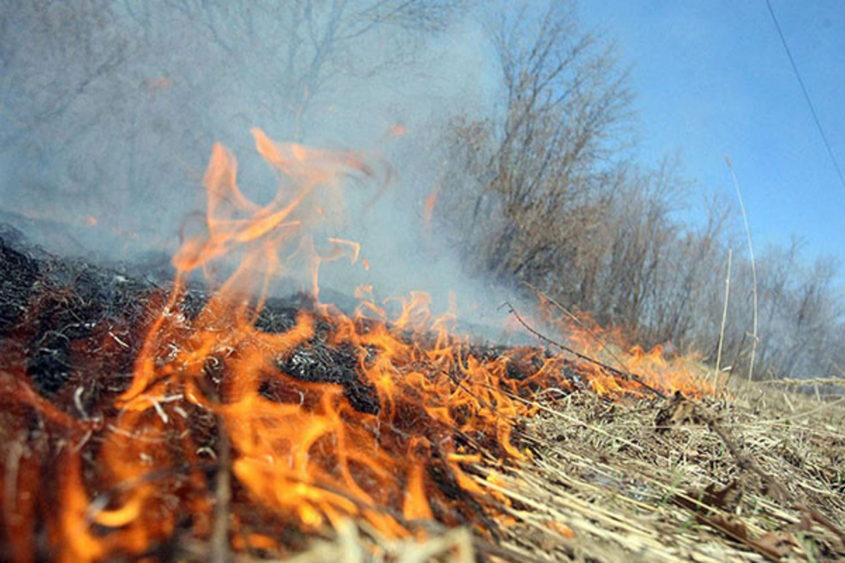 Lerikdəki yanğınların səbəbkarı onlar imiş - Biri uşaqdır