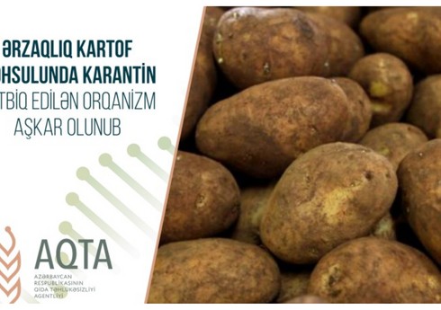 Ölkəyə gətirilən kartofda karantin tətbiq edilən orqanizm aşkarlanıb