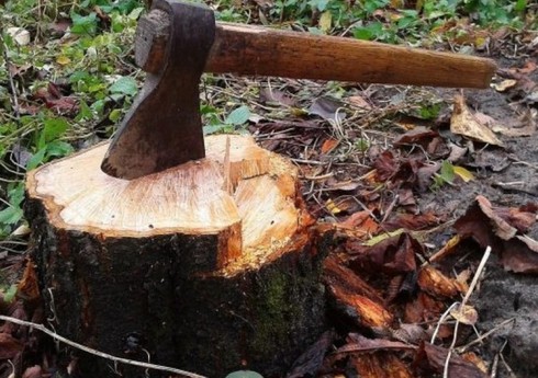 Lənkəran və İsmayıllıda ağacları qanunsuz kəsən şəxslər cərimələnib