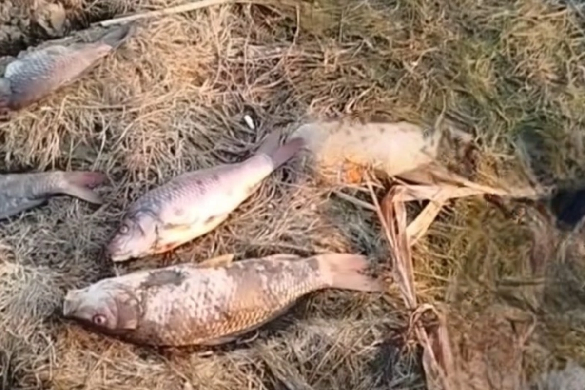 Mahmudçalada balıqların kütləvi ölümünün səbəbi açıqlanıb - RƏSMİ