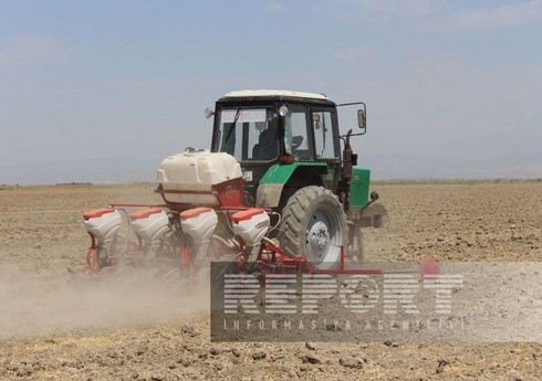 Masallıda noxud sahələri iki dəfə artıb 