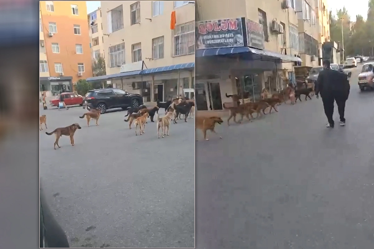 Masazır küçələrində sürü halında gəzən küçə itləri - Qurum hərəkətə keçdi Masazır küçələrində sürü halında gəzən küçə itləri - Qurum hərəkətə keçdi