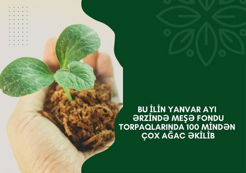 Meşə fondu torpaqlarında 100 mindən çox ağac əkilib