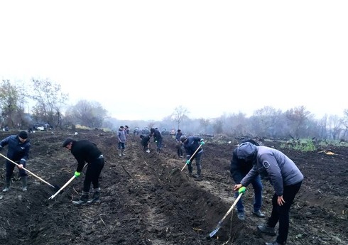 Meşə fondu torpaqlarında 23 000-dən çox ağac əkilib