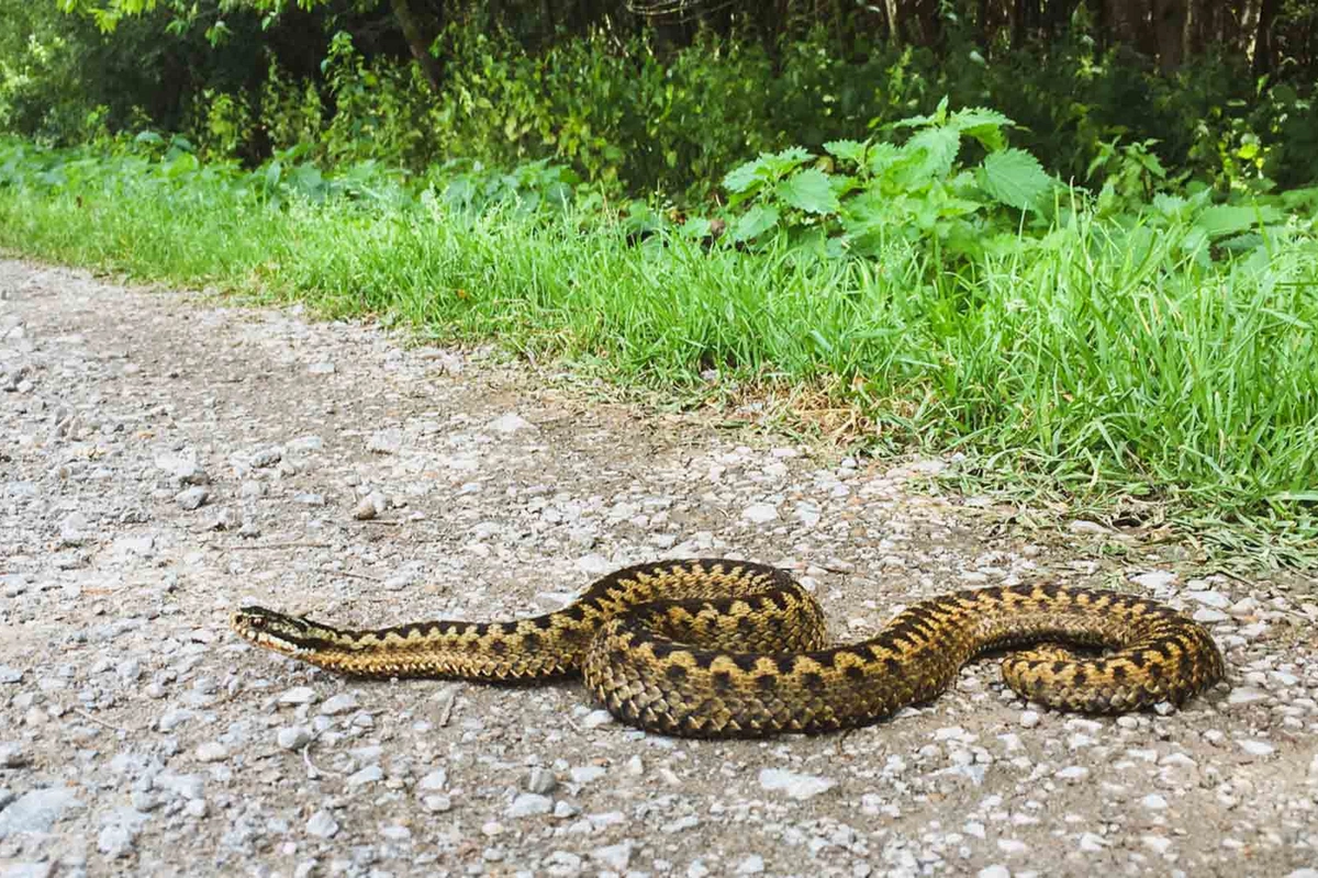 Mərkəzi Nəbatat Bağında 7 yaşlı uşağı ilan sancdı - Vəziyyəti ağırdır