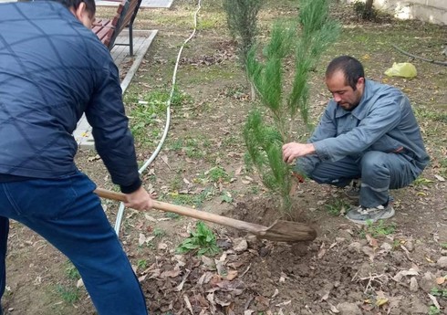 Mingəçevirdə bu gün 640 ədəd ağac əkilib
