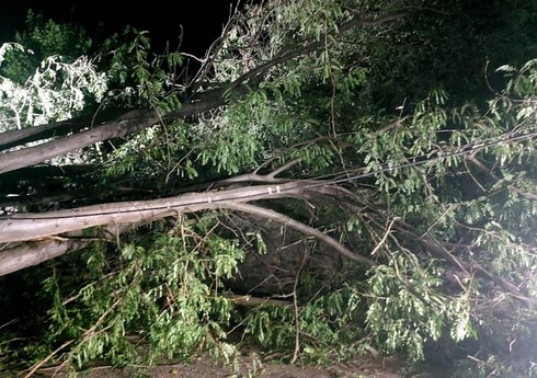 Mingəçevirdə güclü külək ağacları aşırıb, 5 nəfər xəsarət alıb