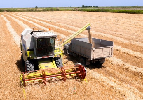 Şəmkirdə taxıl biçini sona çatmaq üzrədir