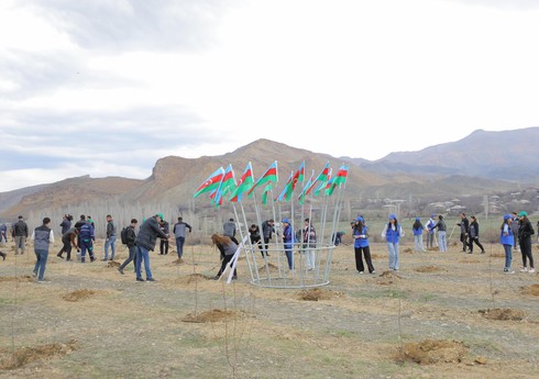 Naxçıvanda ağacəkmə aksiyası keçirilib