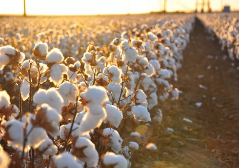 Neftçalada pambıq əkini sahələri artıb