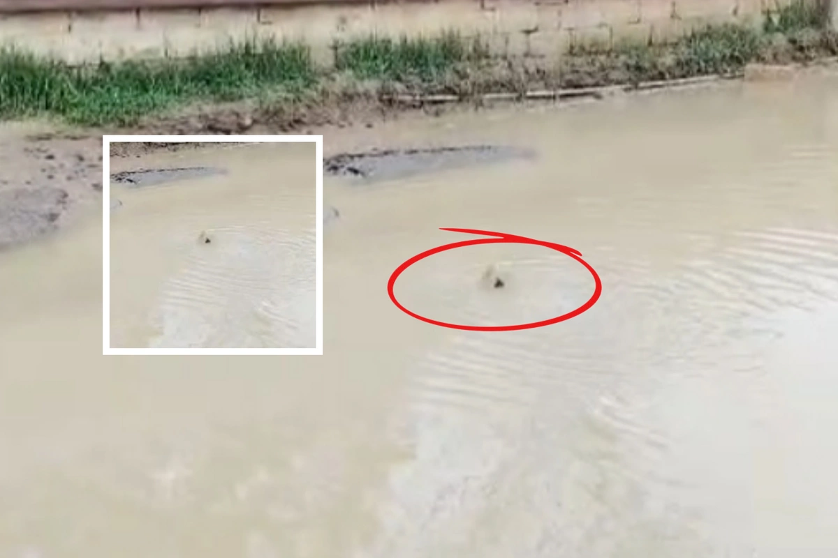 Novxanıda küçəyə axan çirkab su gölməçə yaratdı