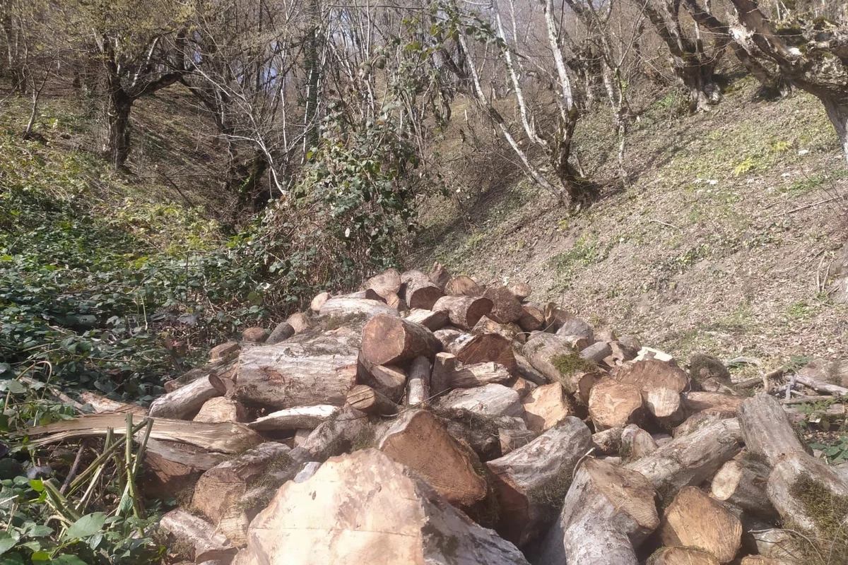 Oğuzda 21 yaşlı şəxs 15 ağacı kəsib