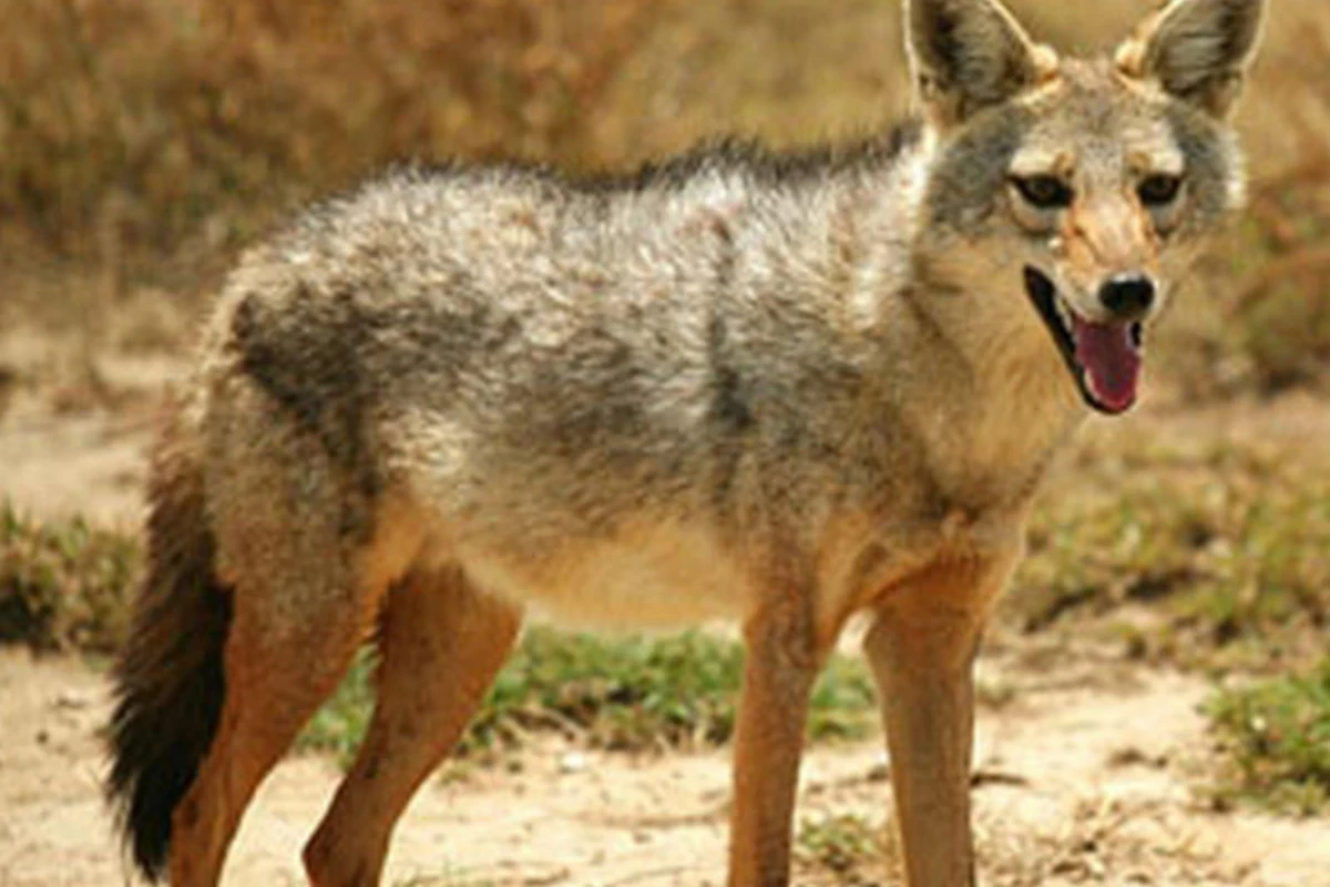 Oğuzda çaqqal 56 yaşlı kişiyə hücum edib