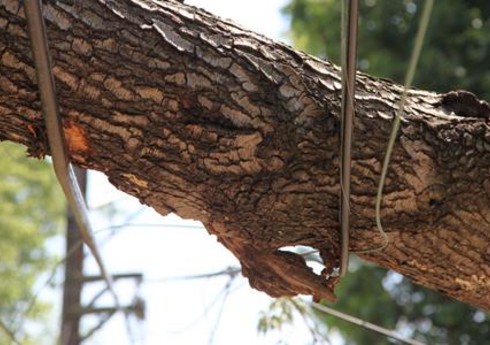 Oğuzda güclü külək kəndləri elektrik enerjisiz qoyub