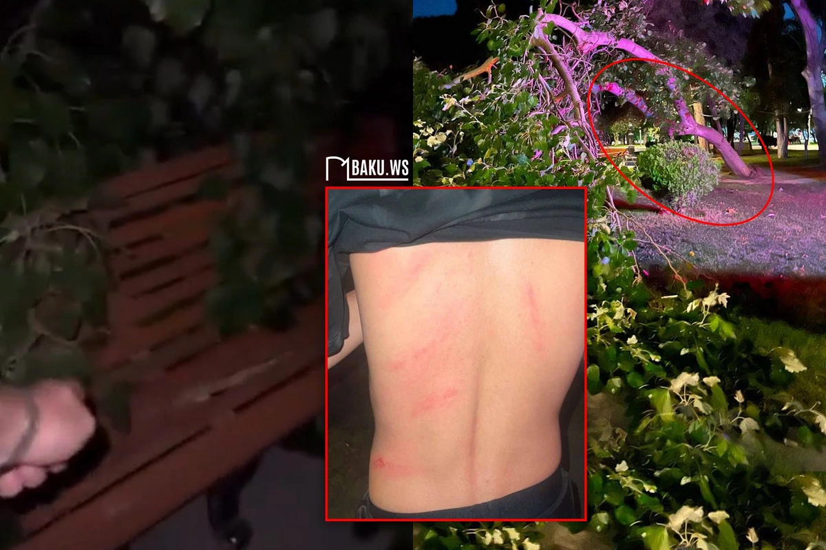 Parkda skamyada oturan gənclərin üstünə ağac aşıb