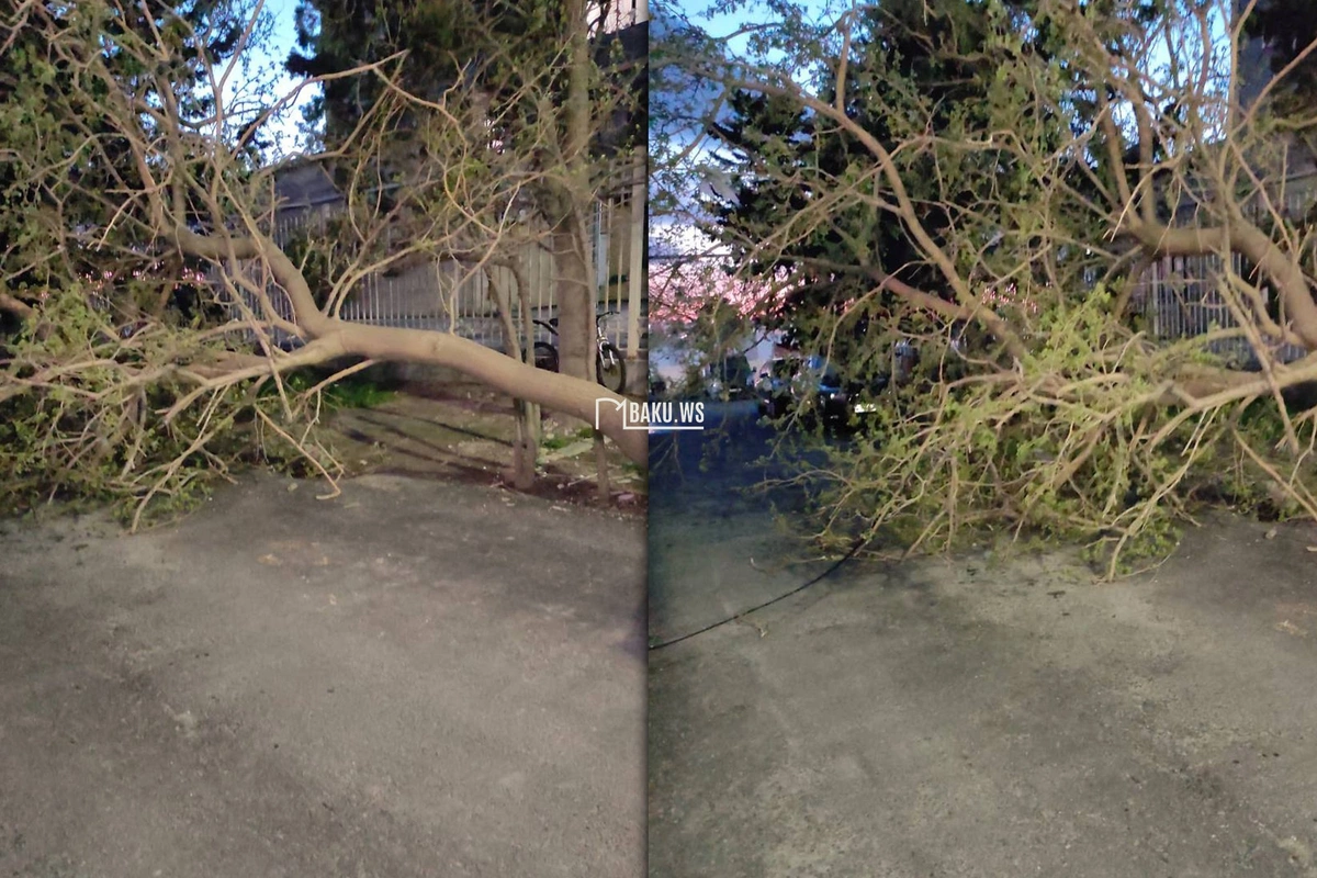 Paytaxtda aşan ağac sakinlərin gediş-gəliş yolunu bağlayıb - ŞİKAYƏT
