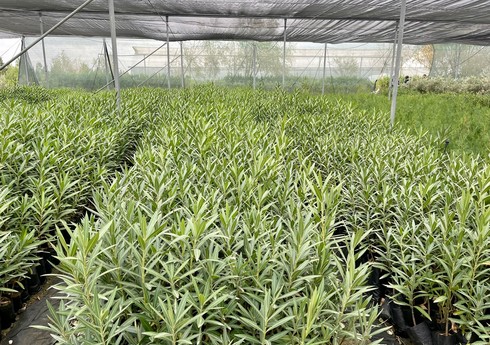 Payız ağac əkini proqramı üzrə hazırlıq işlərinə başlanılıb