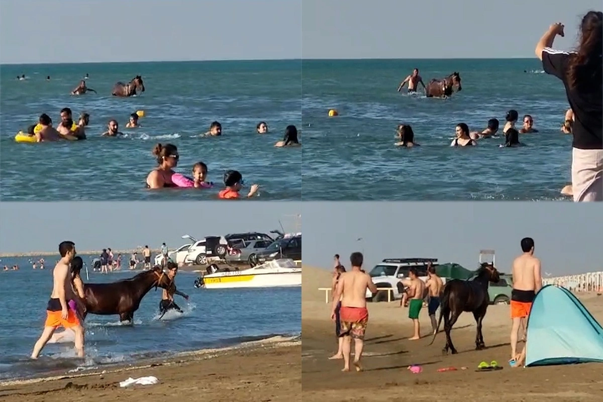 Pirşağı çimərliyində atla dənizə girən şəxs MƏSULİYYƏTƏ CƏLB OLUNDU