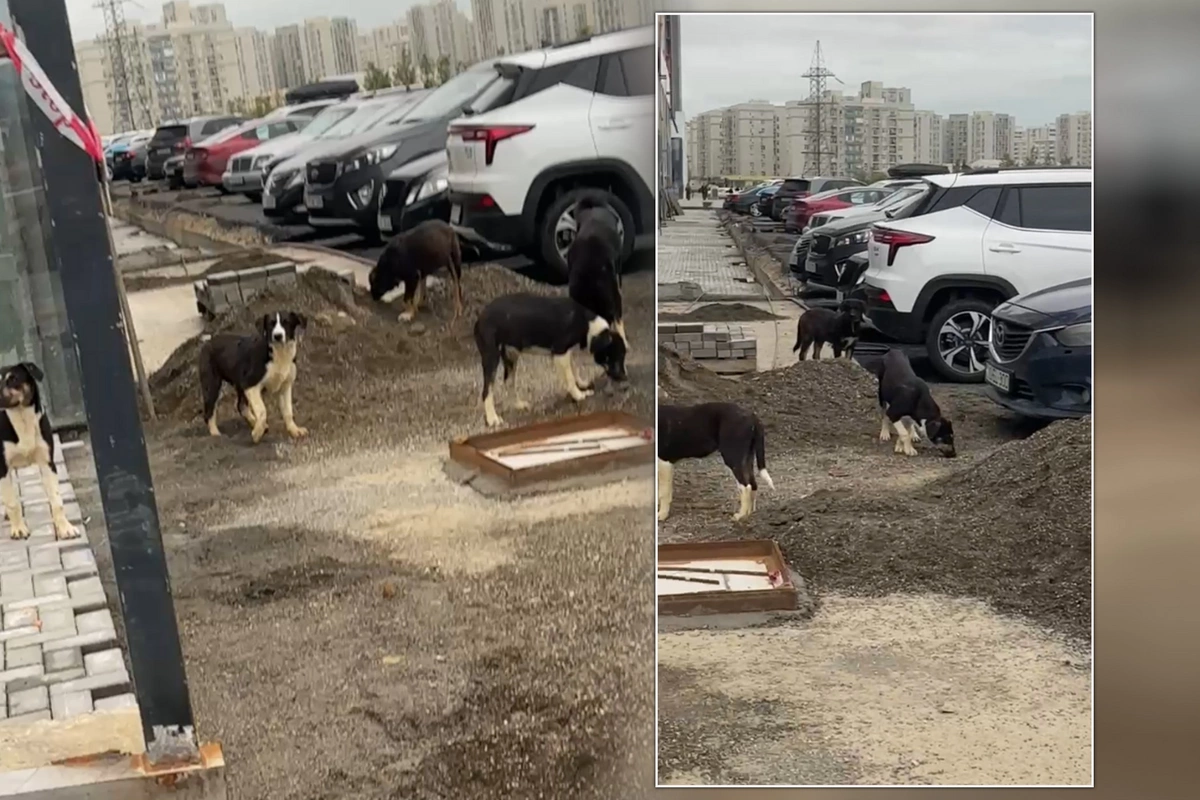 Qanlı gölün yaxınlığında sürü halında gəzən küçə itləri