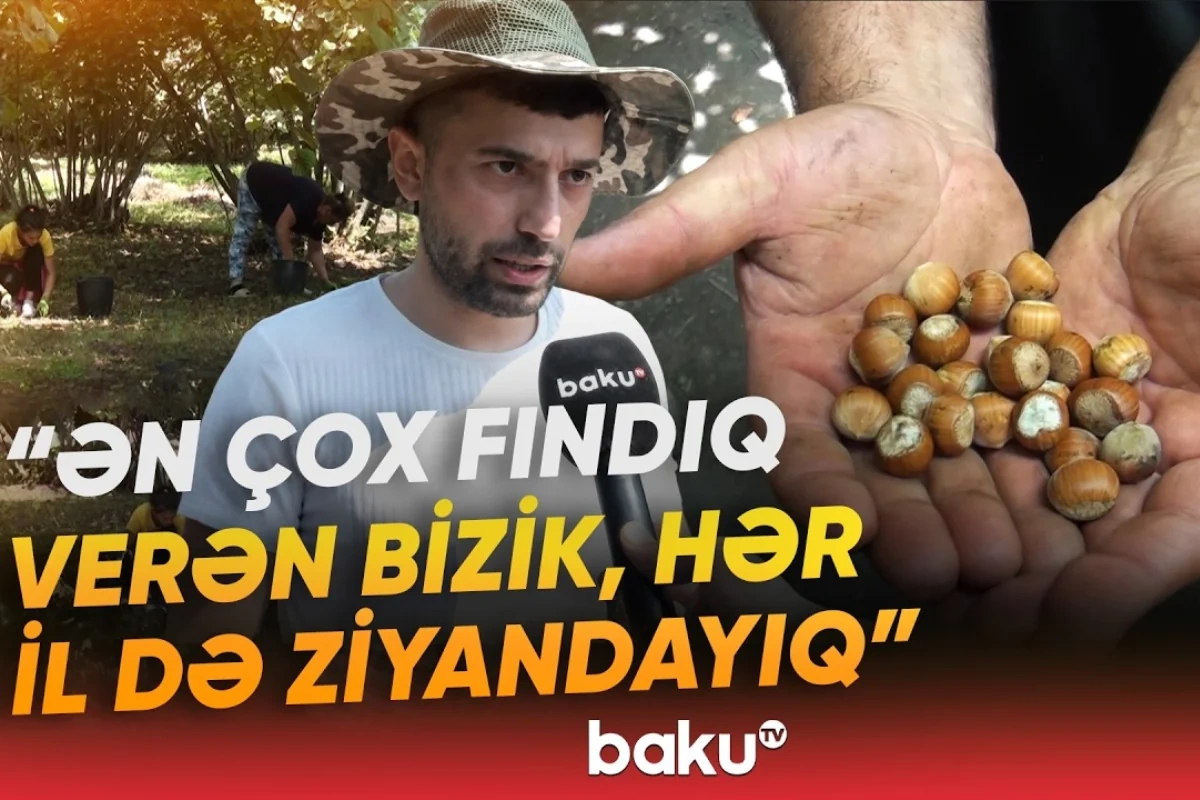 Qax sakinlərinin yığdığı fındıq niyə əllərində qalıb?