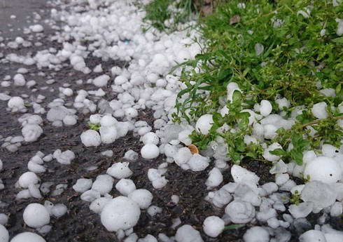Qaxa dolu yağıb, meyvə ağaclarına ziyan dəyib