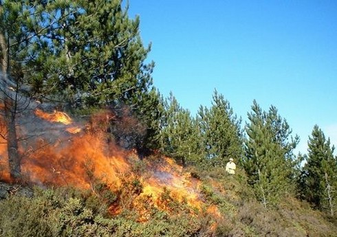 Qəbələdə meşə ərazisi yanır