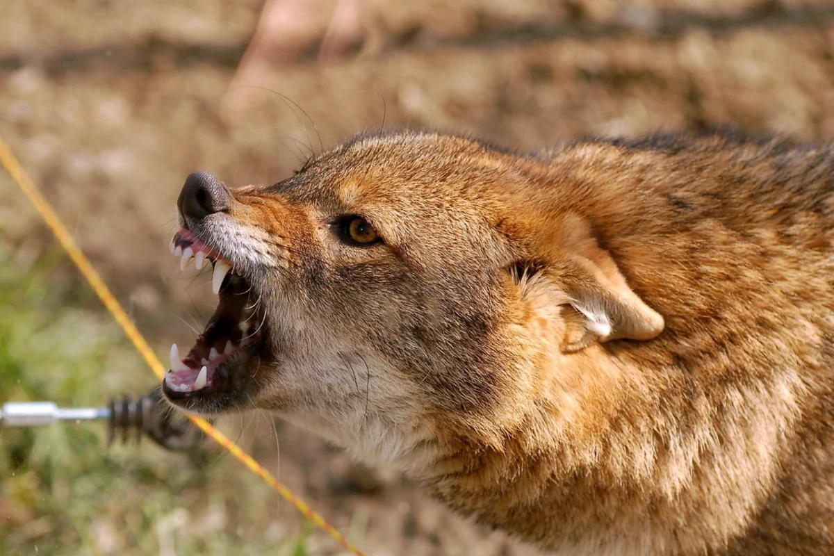 Qonşusunu müdafiə etdi, öz həyətində hücuma məruz qaldı - Ucarda çaqqalın sakinlərə xəsarət yetirməsinin TƏFƏRRÜATI