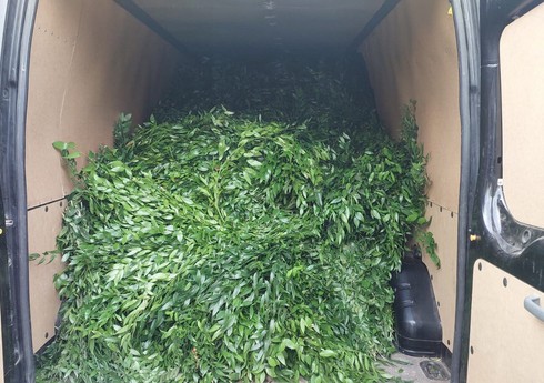 “Qırmızı kitab”a daxil olan bitkilərin kəsilərək daşınması halları aşkarlanıb