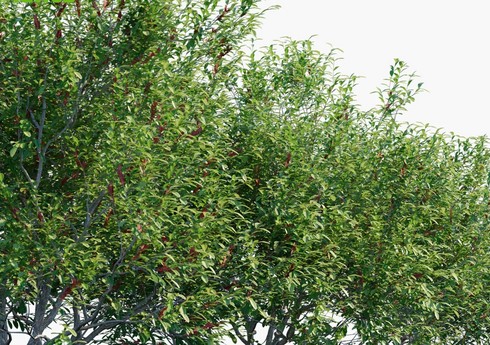 “Qırmızı kitab”a düşən ağacın çoxaldılmasına başlanılıb