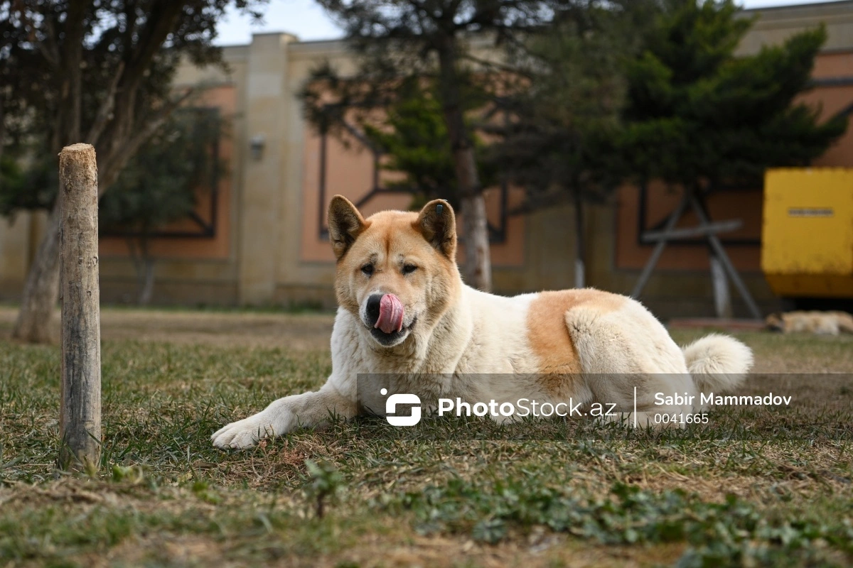 Qubada sahibsiz it yeddi yaşlı uşağa hücum etdi - Köməyə gələnlər xəstəxanalıq oldular