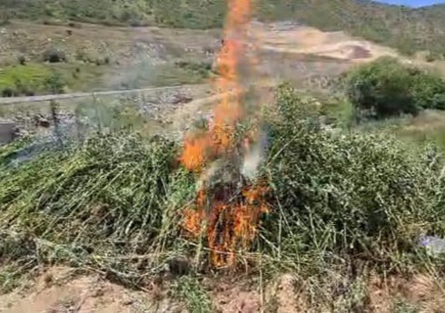 Qubadlıda yabanı halda bitən 2 tona yaxın çətənə bitkisi məhv edilib Qubadlıda yabanı halda bitən 2 tona yaxın çətənə bitkisi məhv edilib