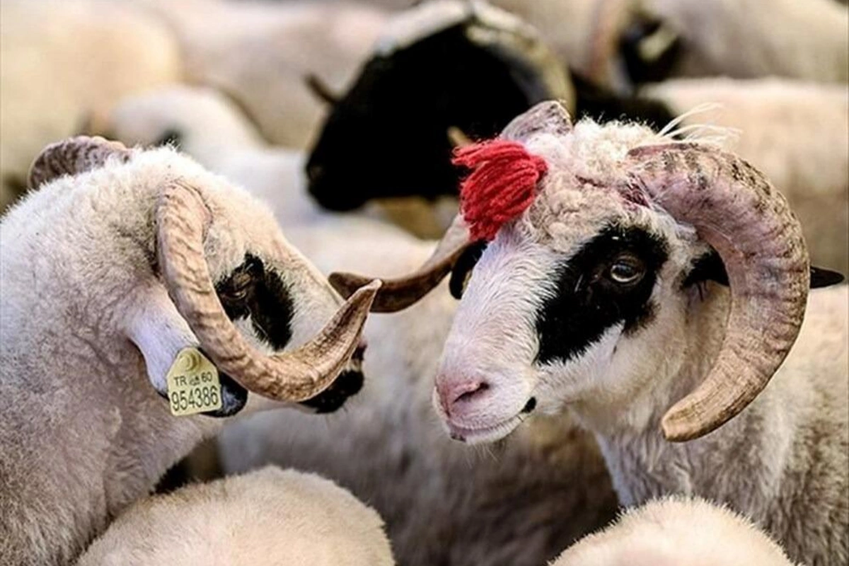 Qurban bayramı ilə bağlı təhlükəsiz heyvan kəsimi və satışına nəzarət gücləndirilib