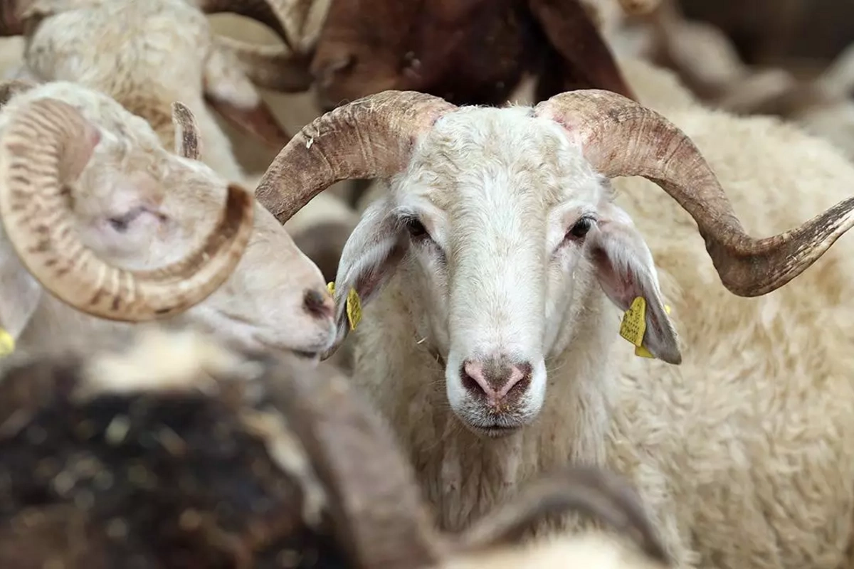 Qurban ətindən kabab etmək olarmı? - Çox insanı maraqlandıran cavab