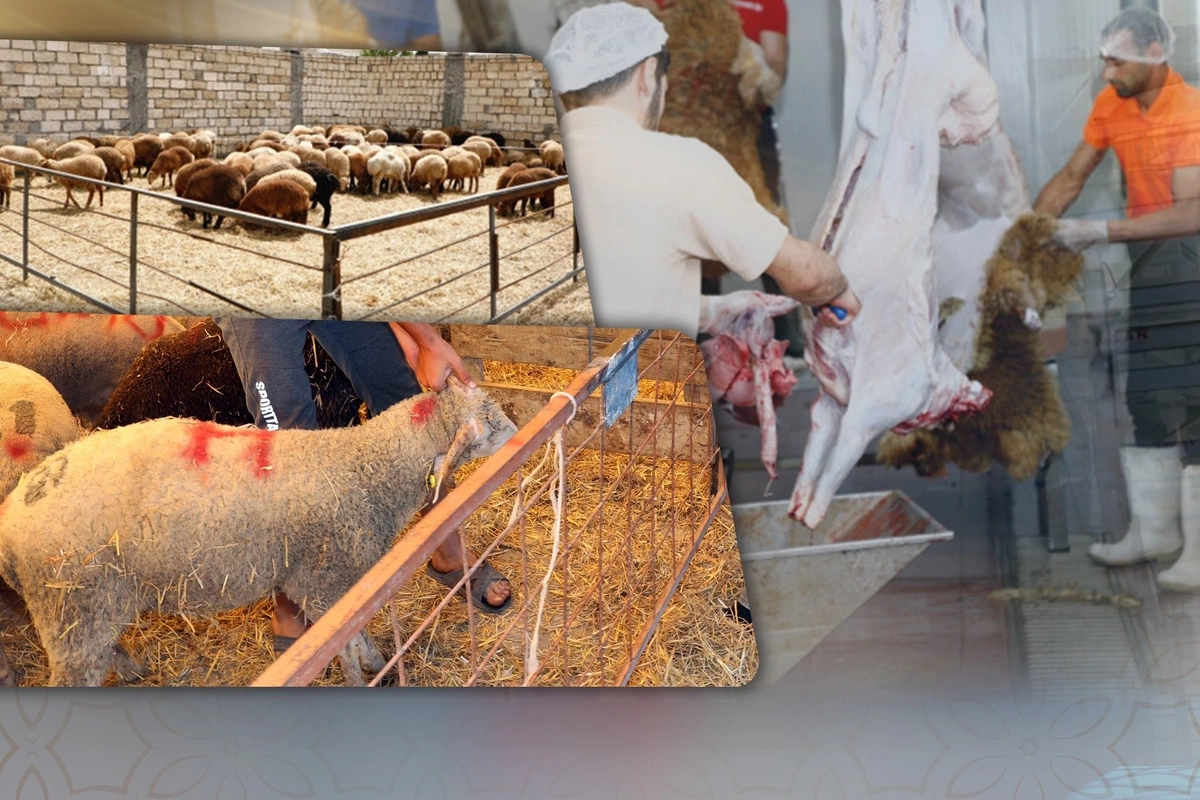 Qurban kəsilən heyvanın əti necə paylanmalıdır? - İlhaiyyatçı cavab verdi Qurban kəsilən heyvanın əti necə paylanmalıdır? - İlhaiyyatçı cavab verdi