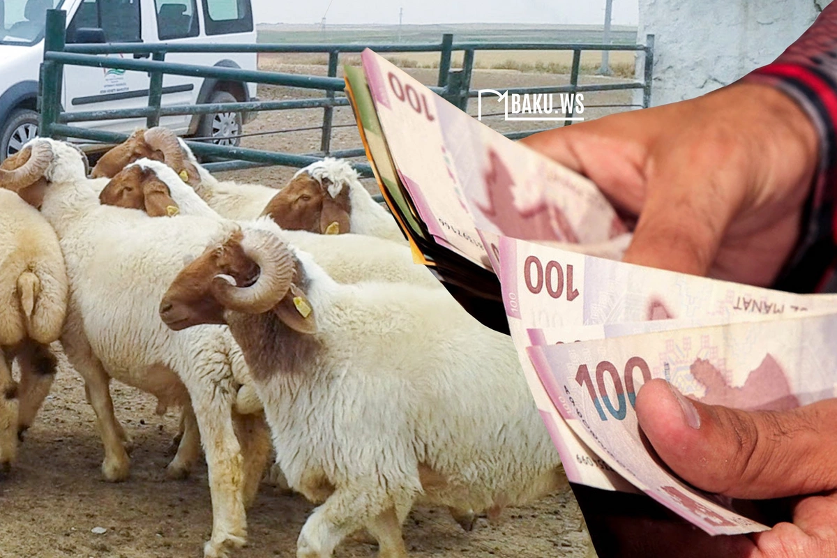 Qurbanlıq heyvan almaq çətinləşir? – QİYMƏTLƏR