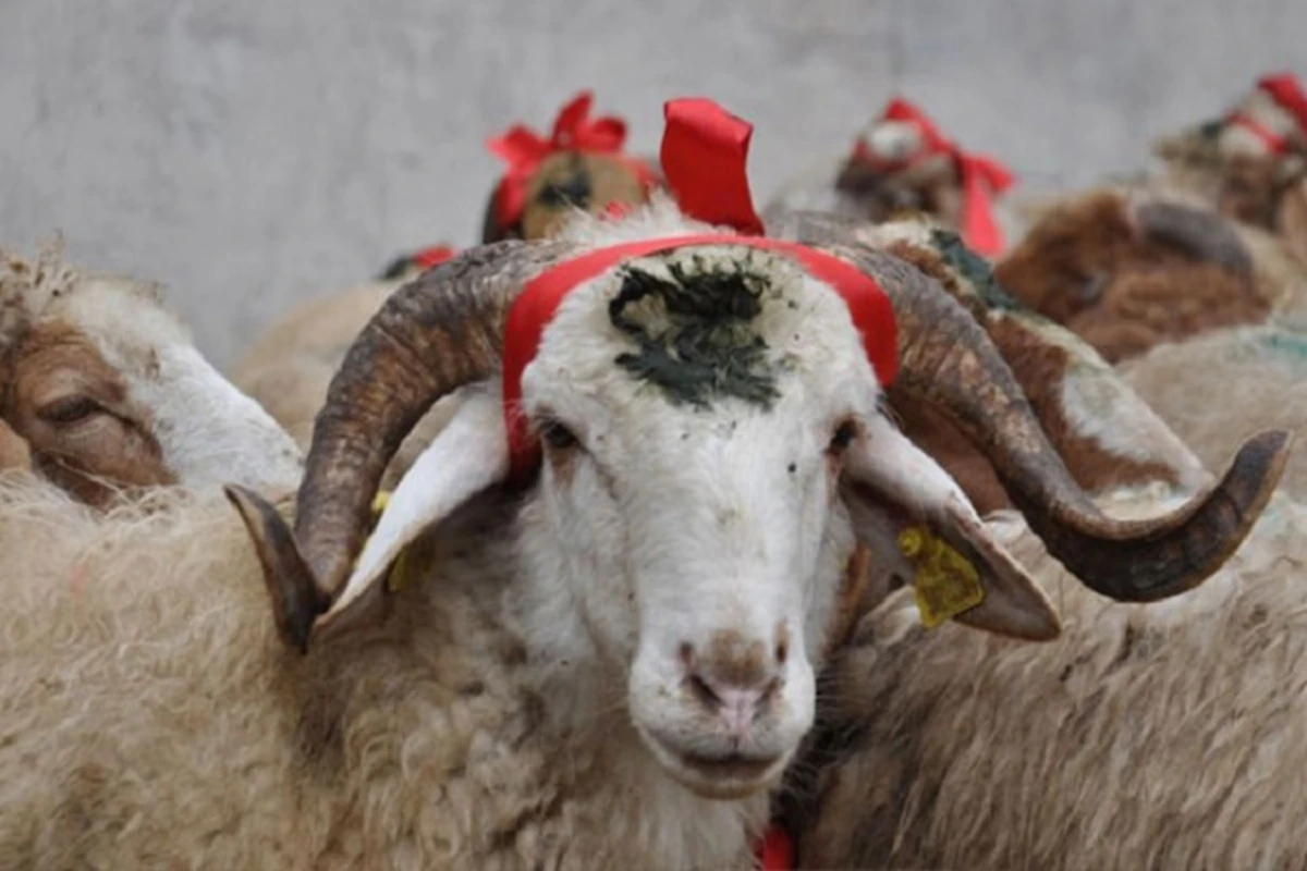 Qurbanlıq heyvanların satışı və kəsimi bu məntəqələrdə təşkil olunacaq